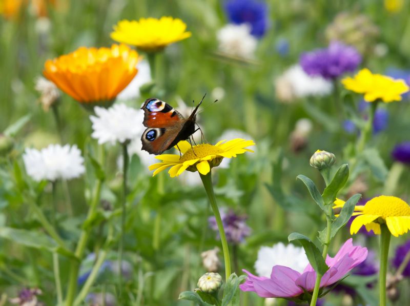 Diverse Plant Mix Attracting Varied Insects Diverse Plant Mix Attracting Varied Insects