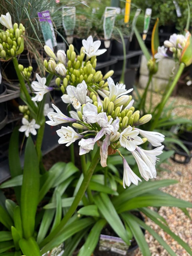 Divide Agapanthus Only When It Needs More Room