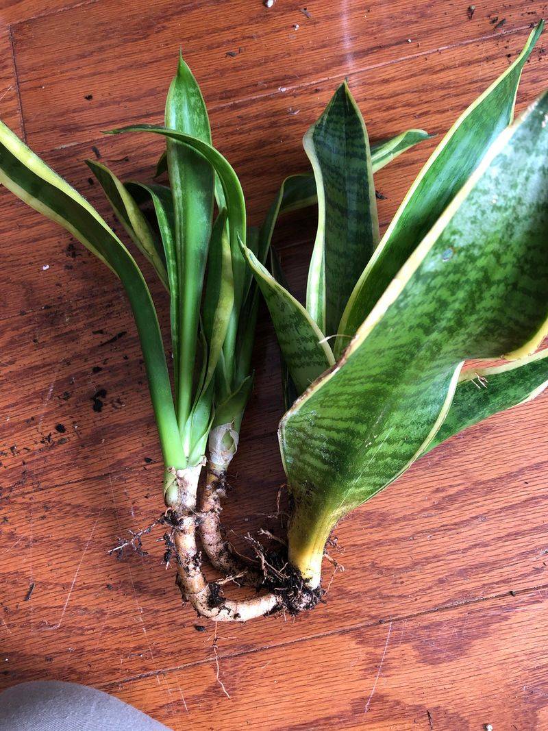 Divide And Replant Healthy Rhizomes