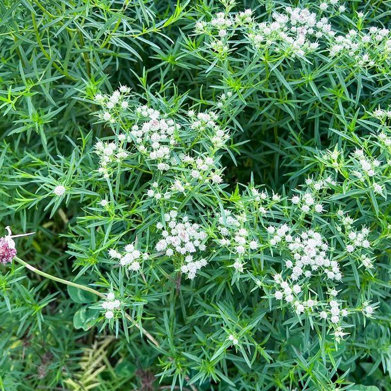Divide Clumps Before They Outgrow Their Space Divide Clumps Before They Outgrow Their Space