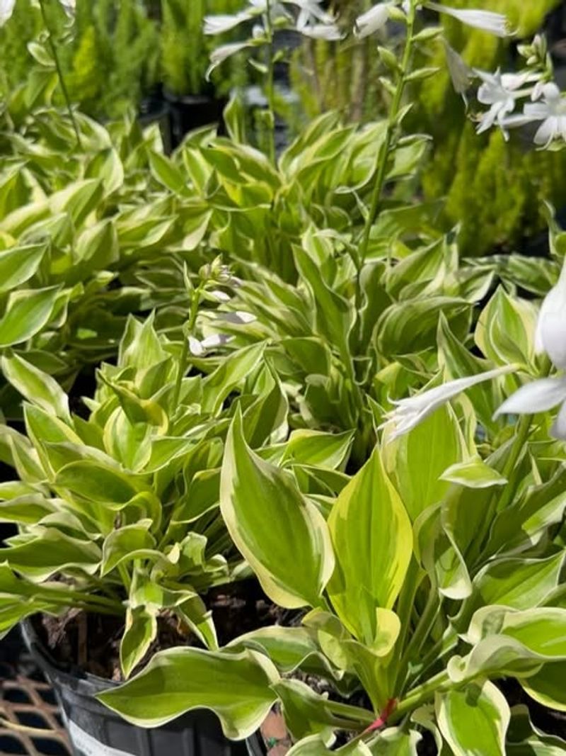 Divide Crowded Clumps In Spring