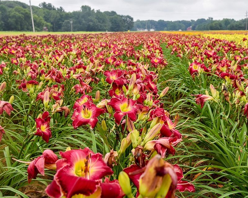 Divide Daylilies Before June Ends Divide Daylilies Before June Ends