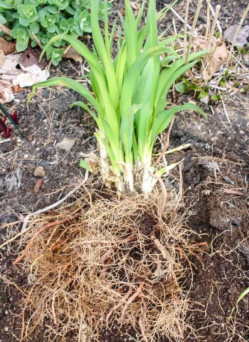 Divide Daylilies To Turn One Clump Into Many