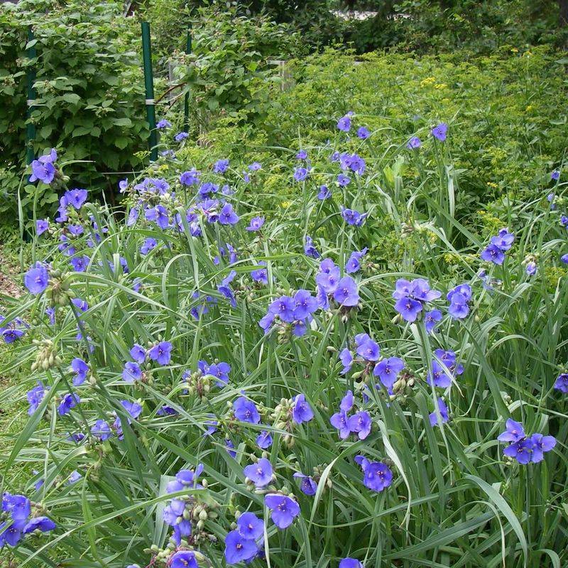 Divide Established Clumps Every Few Years Divide Established Clumps Every Few Years