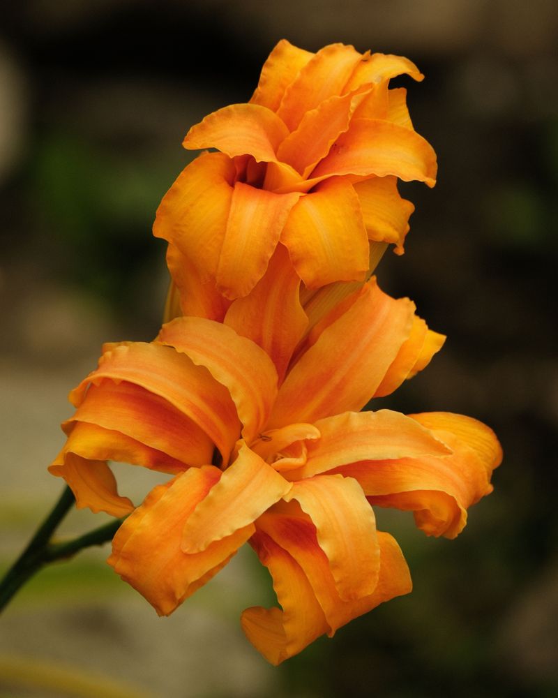 Divide Overcrowded Clumps To Improve Vigor And Blooming Divide Overcrowded Clumps To Improve Vigor And Blooming