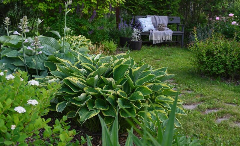 Divide Perennials After They Finish Blooming