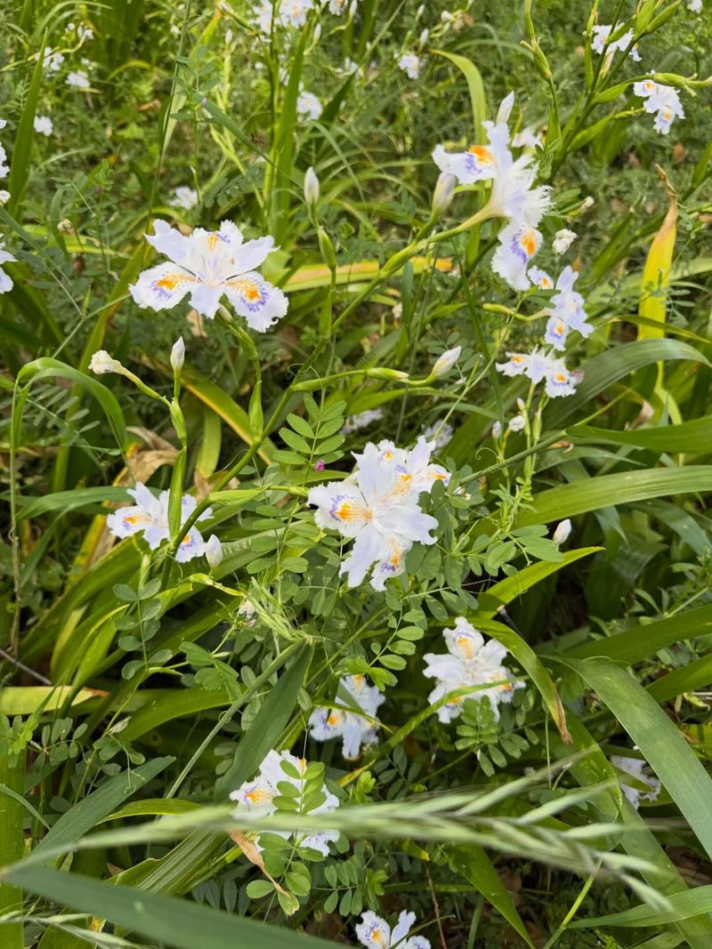 Divide Walking Iris Plantlets For Easy Passalong Plants