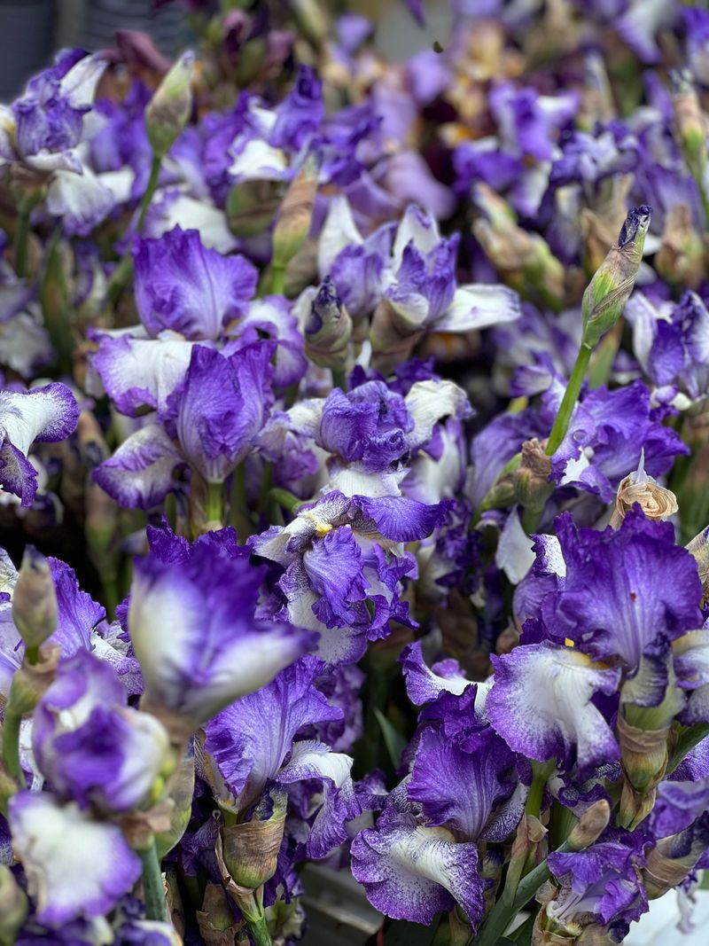 Dividing And Replanting Bearded Iris Step By Step