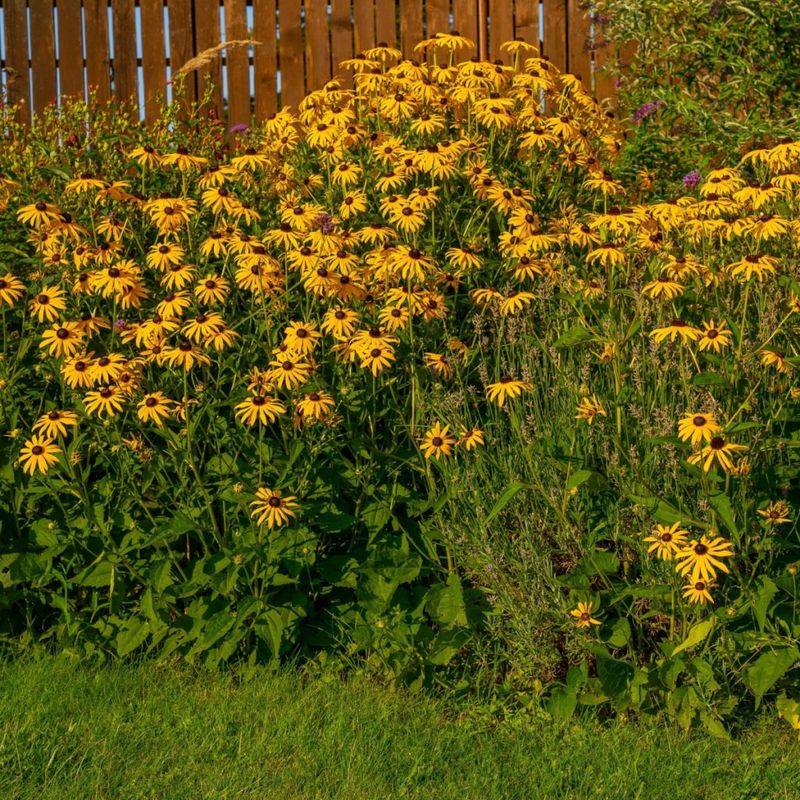 Dividing Crowded Plants Can Refresh Growth Dividing Crowded Plants Can Refresh Growth