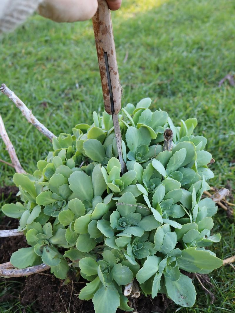 Dividing Rebalances Nutrients And Spurs Fresh Growth Around Beds