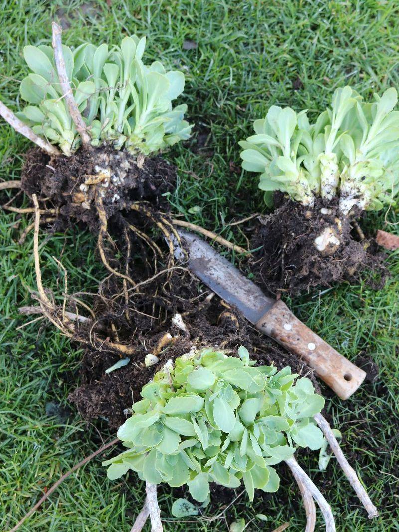 Division Clears Crowded Roots And Invites Better Airflow