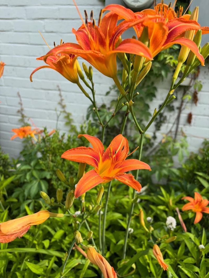 Do Enjoy Seasonal Flavor At Peak Bloom Do Enjoy Seasonal Flavor At Peak Bloom