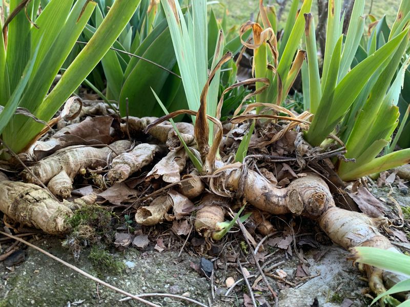 Do Not Bury Bearded Iris Rhizomes