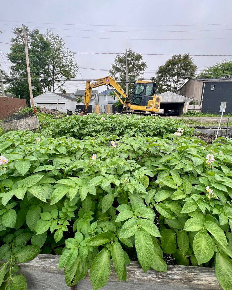 Do Not Cut Back The Green Tops