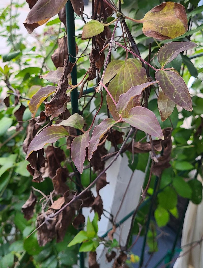 Do Not Cut Old-Wood Clematis In Late Winter
