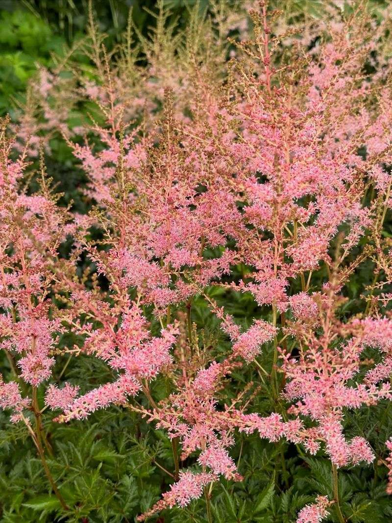 Do Not Cut The Foliage Back After Bloom
