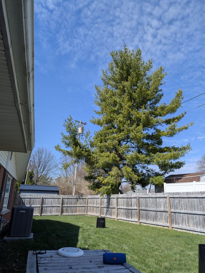 Do Not Damage The Neighbor's Tree Do Not Damage The Neighbor's Tree