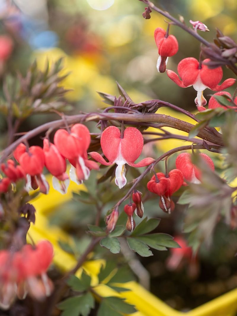 Do Not Divide Bleeding Heart Now Do Not Divide Bleeding Heart Now