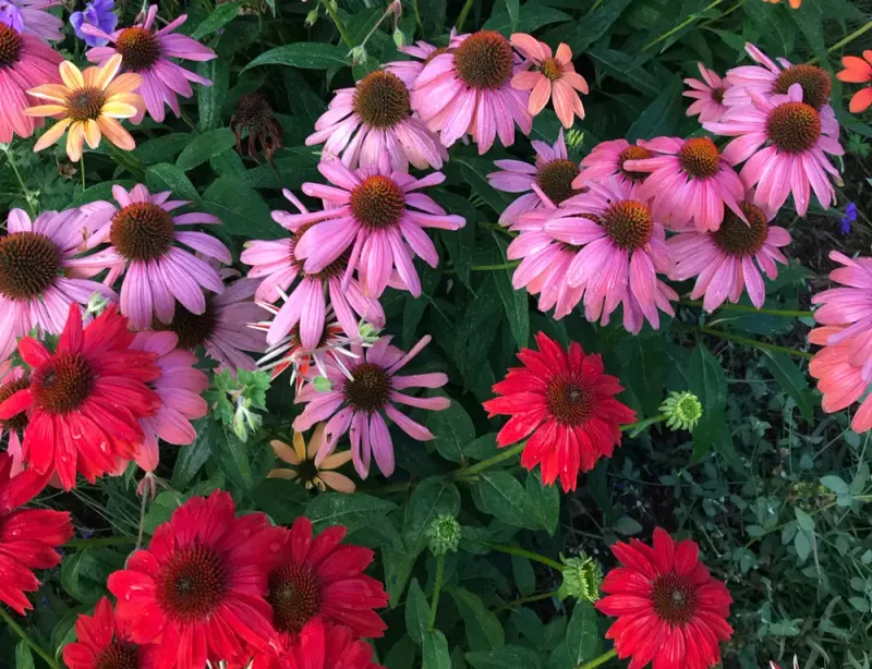 Do Not Divide Perennials While They Bloom