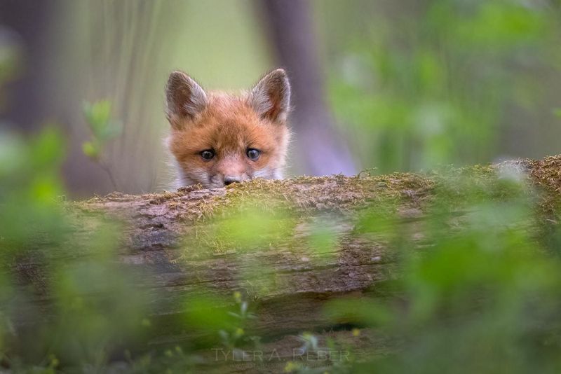 Do Not Feed The Fox Kit