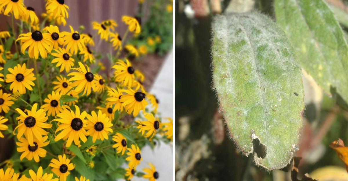 black eyed susan