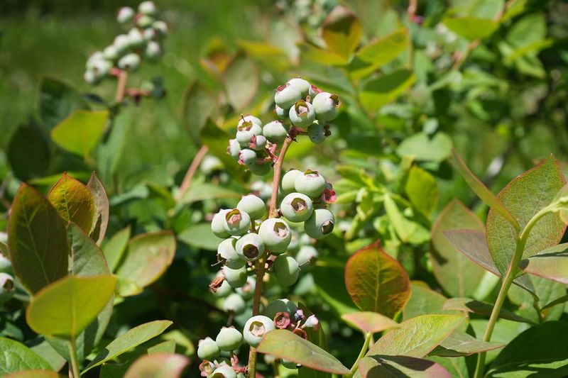 Do Not Let Bushes Dry Out After Harvest
