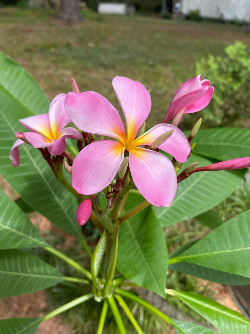 Do Not Let Potted Plumerias Sit In Standing Water Do Not Let Potted Plumerias Sit In Standing Water