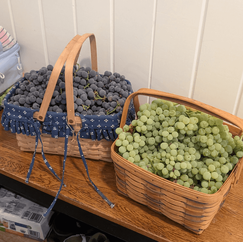 Do Not Mix Grapes With Outdoor Food Zones Do Not Mix Grapes With Outdoor Food Zones