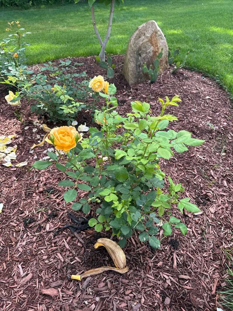 Do Not Overdo Fresh Peels In Small Beds