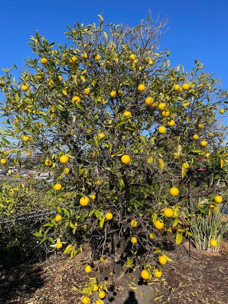 Do Not Overprune A Stressed Lemon Tree Do Not Overprune A Stressed Lemon Tree