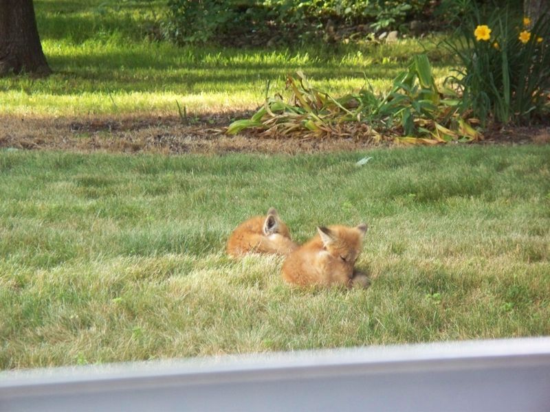 Do Not Pick Up The Fox Kit