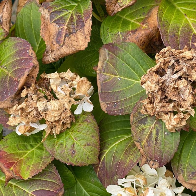 Do Not Rush To Prune Scorched Leaves
