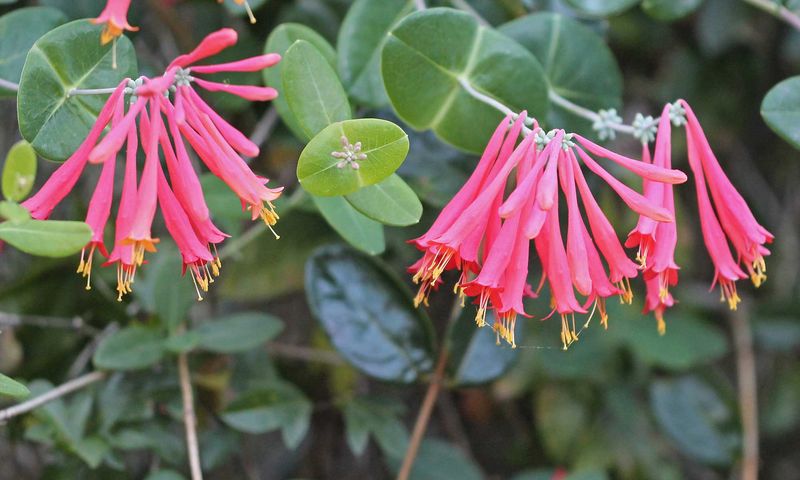 Do Not Split Coral Honeysuckle Like A Clump Perennial