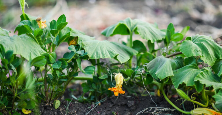 Do These 10 Things When Your Iowa Squash Begins To Fruit