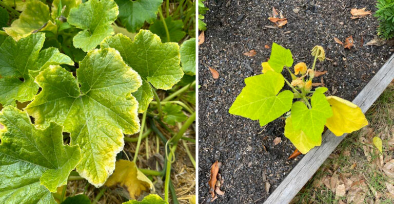 Do These 5 Things The Moment Your Michigan Squash Leaves Start Yellowing In Summer