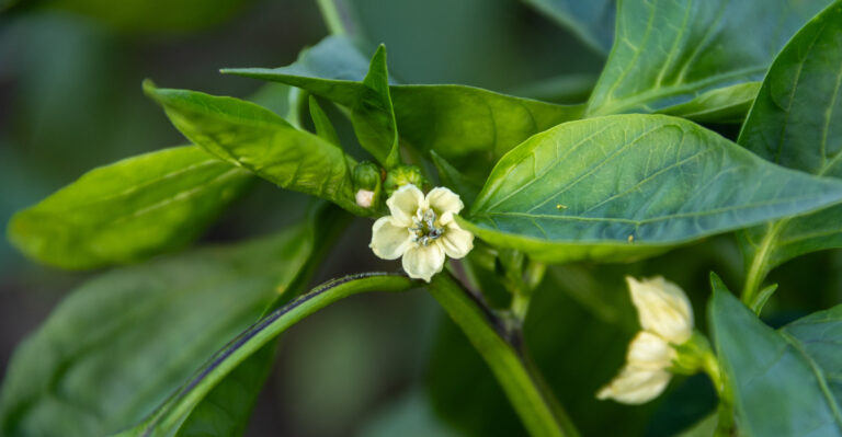 pepper flowering