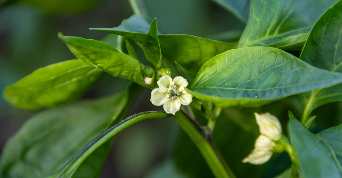 pepper flowering