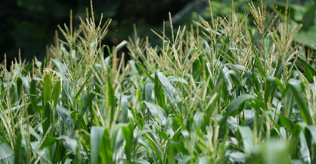 corn tasseling