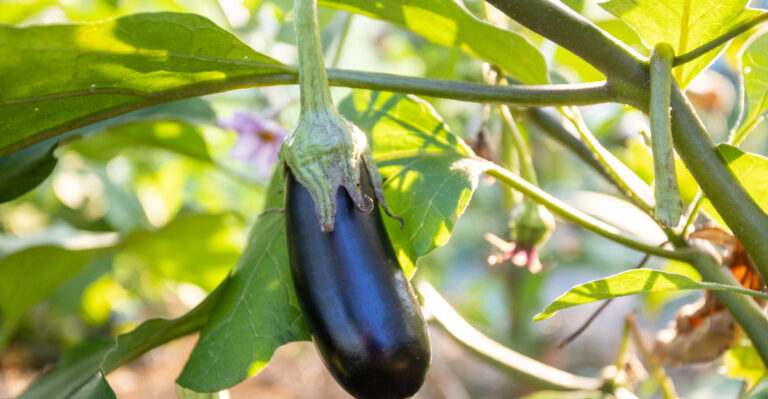 eggplant