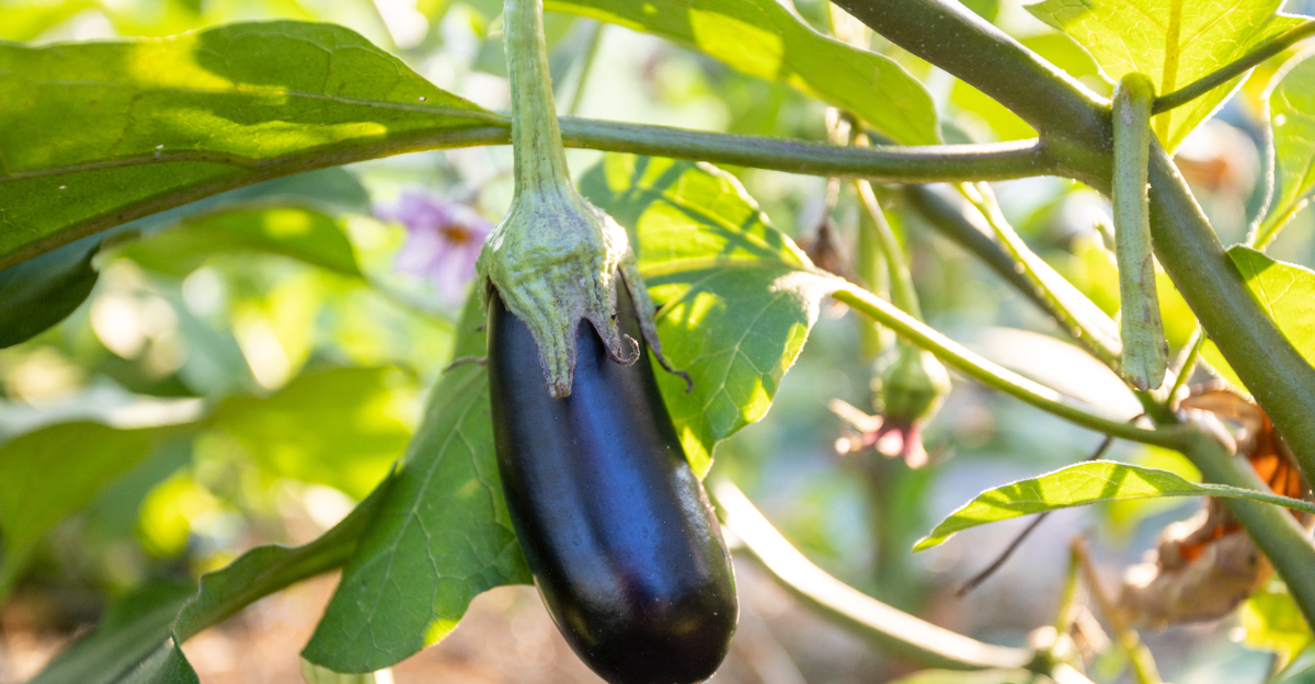 eggplant