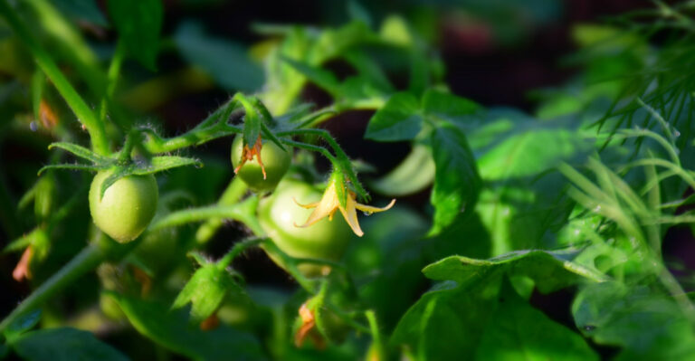 Do These 7 Things The Moment Your Michigan Tomatoes Start Dropping Flowers In July Heat