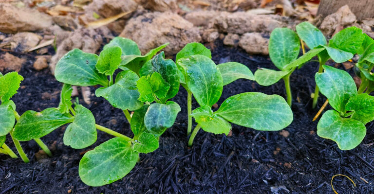 Do These 8 Things Right After Planting Cucumbers In Virginia