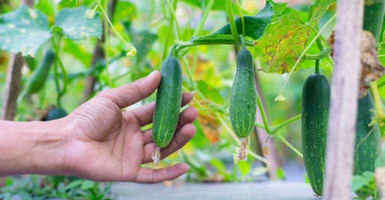 Do These 8 Things The Moment Your Michigan Cucumber Vines Start Climbing