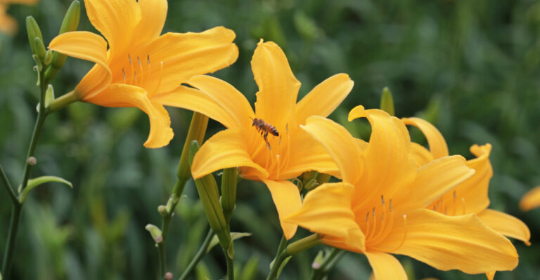 Do These 8 Things The Moment Your Missouri Daylilies Start Blooming