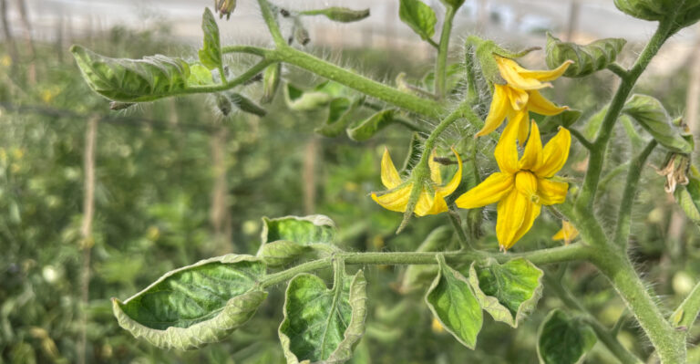 Do These 8 Things To Save Your Colorado Tomatoes From Leaf Curl