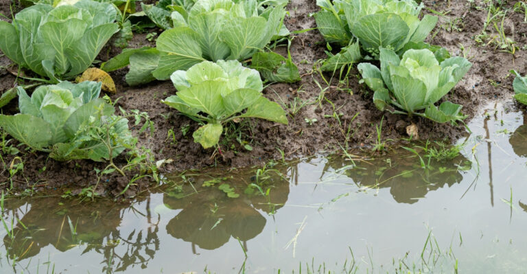 Do These 8 Things To Save Your Storm-Damaged Garden Before The Minnesota Heat Rolls In