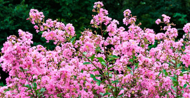 Do These 8 Things To Your Tennessee Crape Myrtles Before The Summer Heat Hits