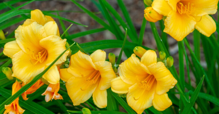 Do These 8 Things When Your Tennessee Daylilies Start Blooming