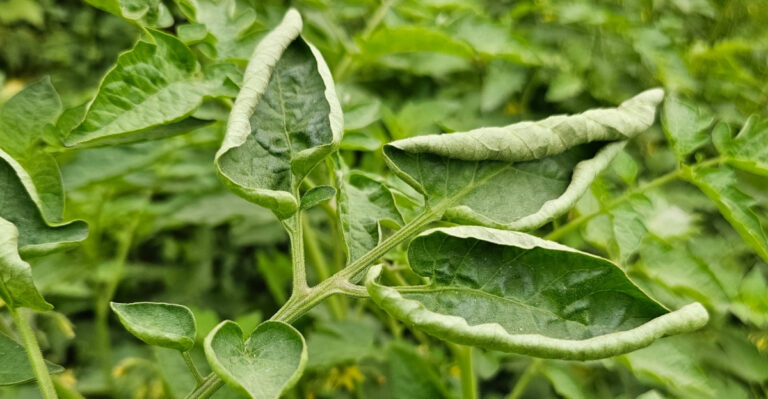 Do These 9 Things To Save Your Missouri Tomatoes From Leaf Curl