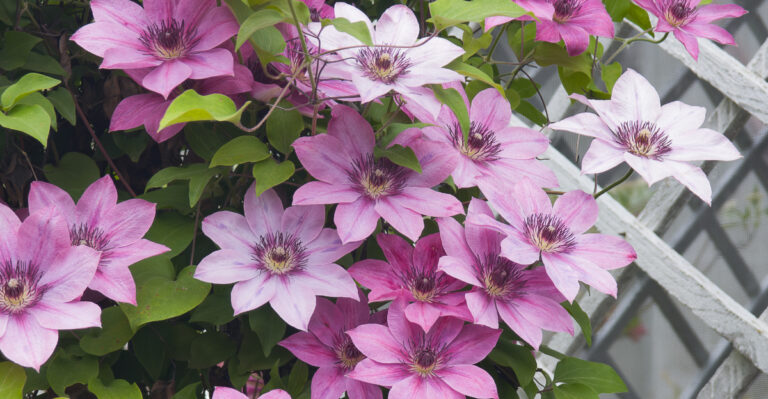 clematis